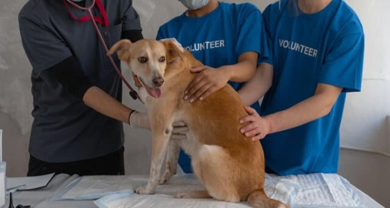 Afbeelding van dierenarts met stethoscoop en twee vrijwilligers met blauwe T-shirts.